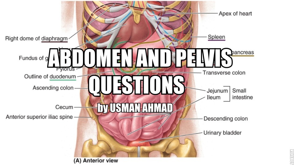 Abdomen / Pelvis Anatomy Viva Questions for 2nd Year MBBS ...