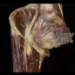 Aacland’s Anatomy Lower Limb Video Lecture