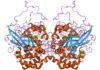Structure of Catalase