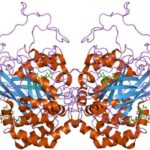 Structure of Catalase