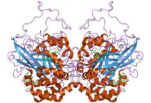 Structure of Catalase