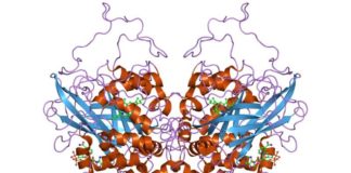 Structure of Catalase