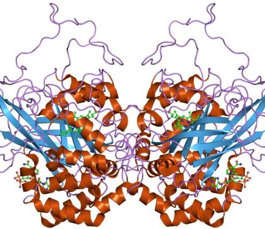 Structure of Catalase