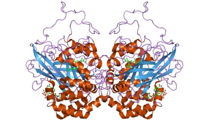 Structure of Catalase