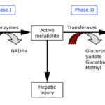 Hepatic Drug Metabolism