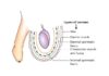 Layers of the Scrotum (Anatomy)