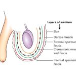 Layers of the Scrotum (Anatomy)