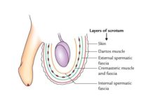 Layers of the Scrotum (Anatomy)