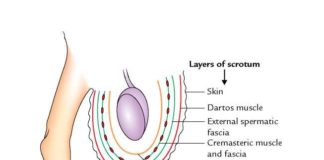 Layers of the Scrotum (Anatomy)