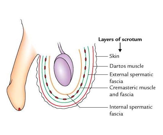Layers of the Scrotum (Anatomy)
