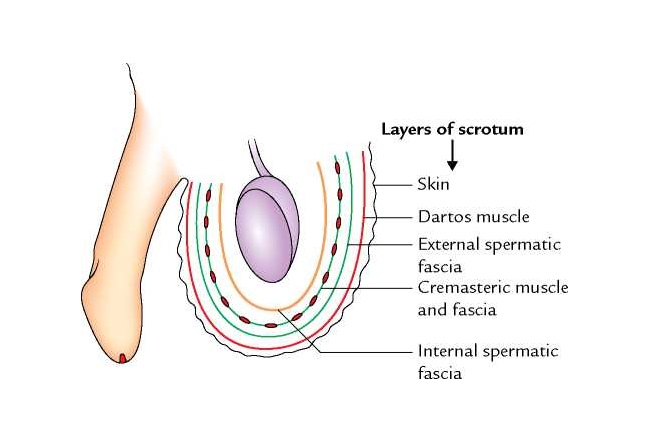 Layers Of The Penis 105