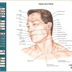 Netter Interactive Atlas Of Human Anatomy v3.0 (Interface)
