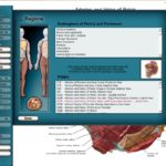 Netter Interactive Atlas Of Human Anatomy v3.0 (Region View)