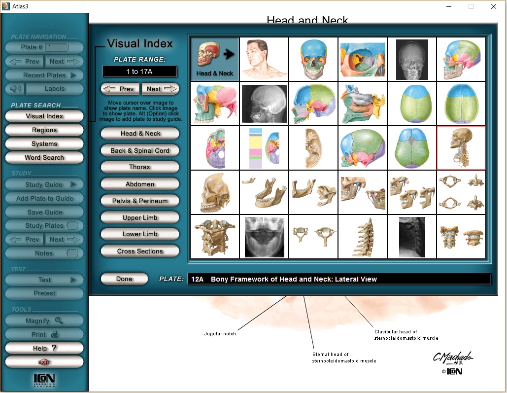 Netter anatomy online