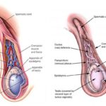 Spermatic Cord Contents (Anatomy)