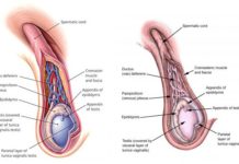 Spermatic Cord Contents (Anatomy)