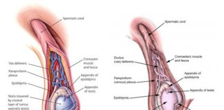 Spermatic Cord Contents (Anatomy)