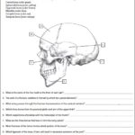 Netters Anatomy Coloring Book PDF Screenshot 3