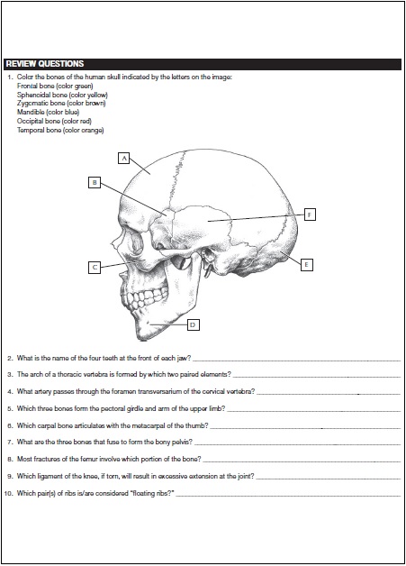 Download Netter's Anatomy Coloring Book PDF Free Download Direct Link