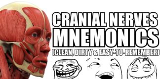 Cranial Nerves Mnemonics