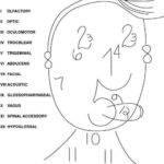 Cranial Nerves Mnemonics for Functions II