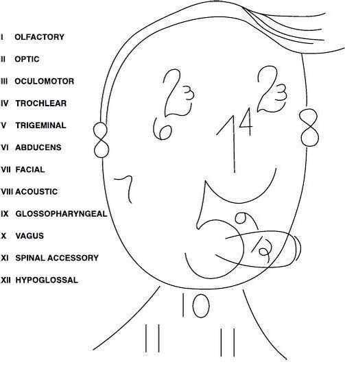 Cranial Nerves Mnemonics Clean Dirty Easy To Remember Cranial Nerves Mnemonics Clean Dirty Easy To Remember