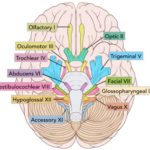 Origin of the Cranial Nerves