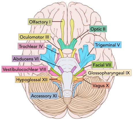 Origin of the Cranial Nerves from different areas of Brain