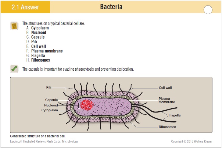 Lippincott Microbiology Flash Cards 4th Edition Pdf Alphabet Flashcards Upper And Lower Case