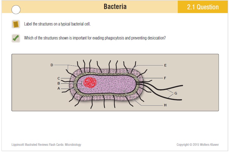 Microbiology Flash cards PDF