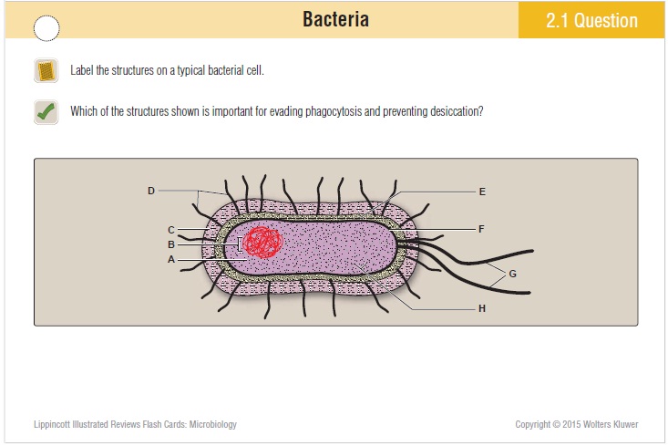 lippincott illustrated reviews flash cards microbiology pdf download create custom flashcards lowercase alphabet with pictures