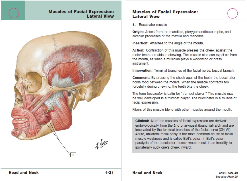 Netter S Anatomy Flash Cards 4th Edition Pdf Free Download Direct