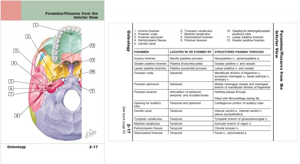 Netter's Advanced Head & Neck Flash Cards PDF Free Download