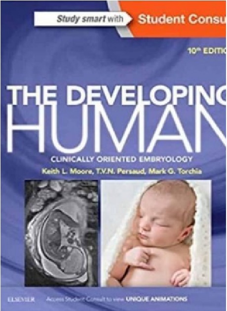 The Developing Human Clinically Oriented Embryology 10th edition PDF 