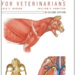 Atlas-of-Feline-Anatomy-For-Veterinarians-PDF