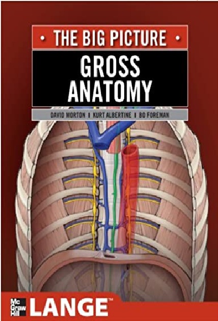 Gross Anatomy: The Big Picture 2nd Edition PDF 