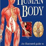 Human Body An Illustrated Guide to Every Part of the Human Body and How It Works PDF Free Download