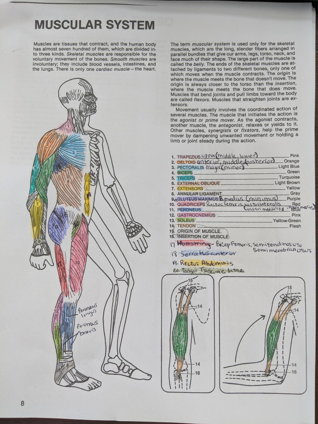Human Anatomy Coloring Book PDF Free Download [Direct Link]