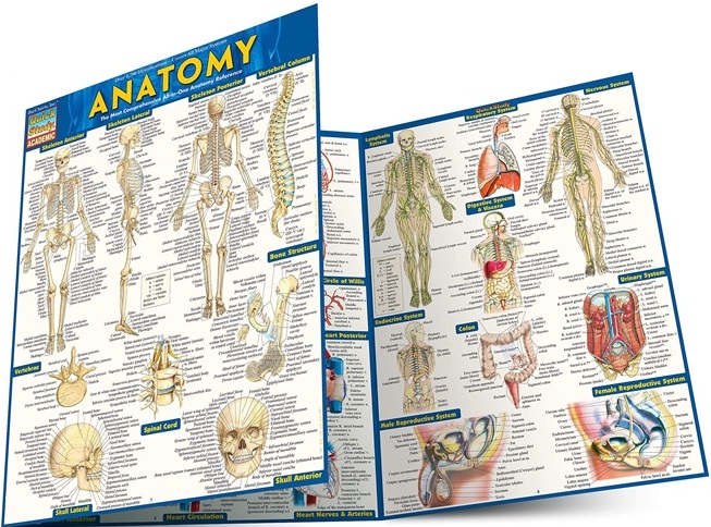 Anatomy (Quickstudy Academic) PDF