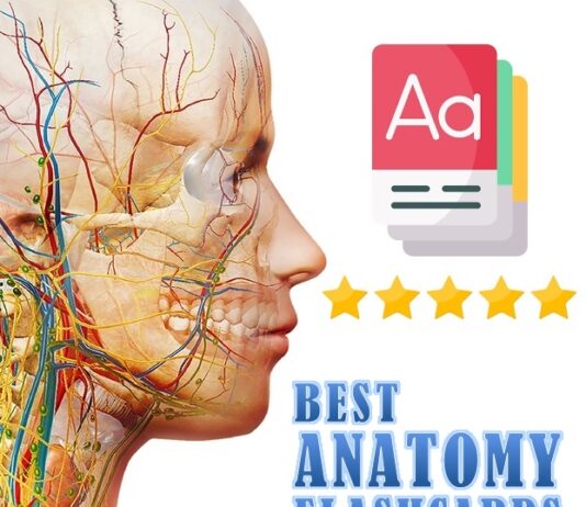 Best Anatomy Flashcards For Medical Students
