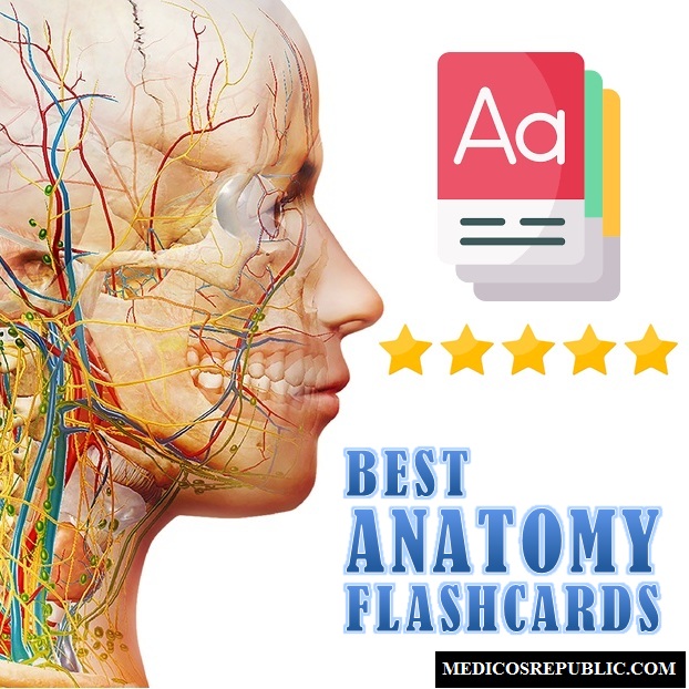 Best Anatomy Flashcards For Medical Students