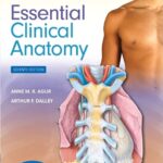 Moore's Essential Clinical Anatomy 7th Edition PDF