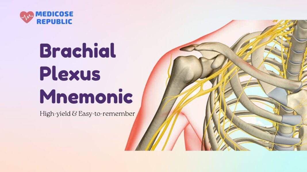 Brachial Plexus Mnemonic (With Highyield Facts)