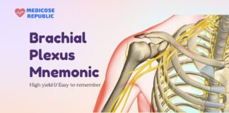 Brachial Plexus Mnemonic