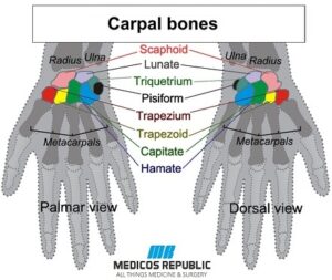 Carpal Bones Mnemonic [Explained with 3D Bone Models]