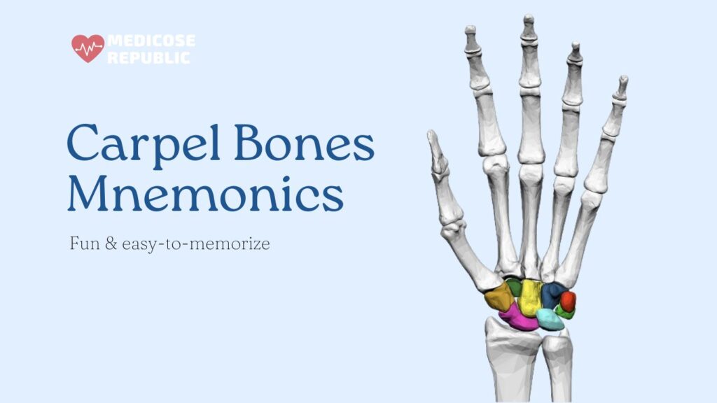 Carpal bones mnemonic