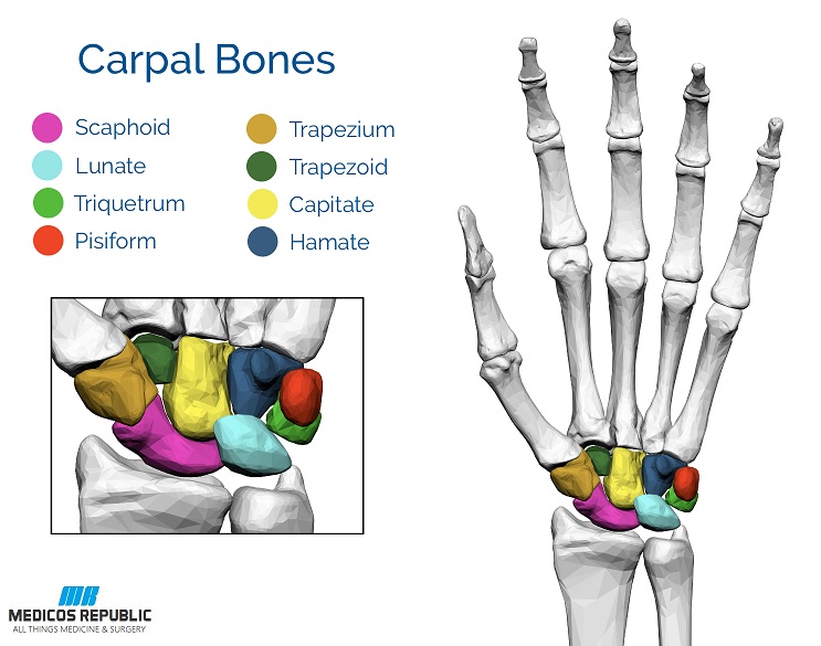 Carpal Bones (color labeled)