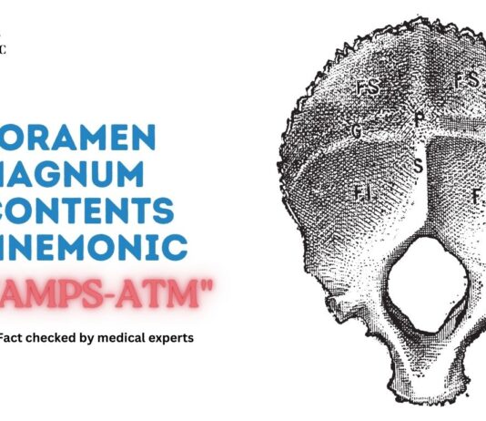Foramen Magnum Contents Mnemonic VAMPS-ATM