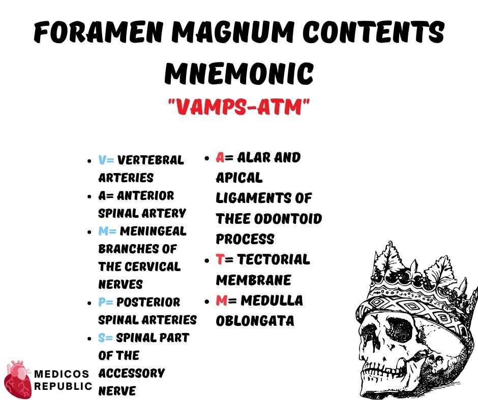 Foramen Magnum Contents Mnemonic
