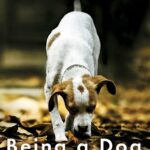 Being a Dog Following the Dog Into a World of Smell PDF